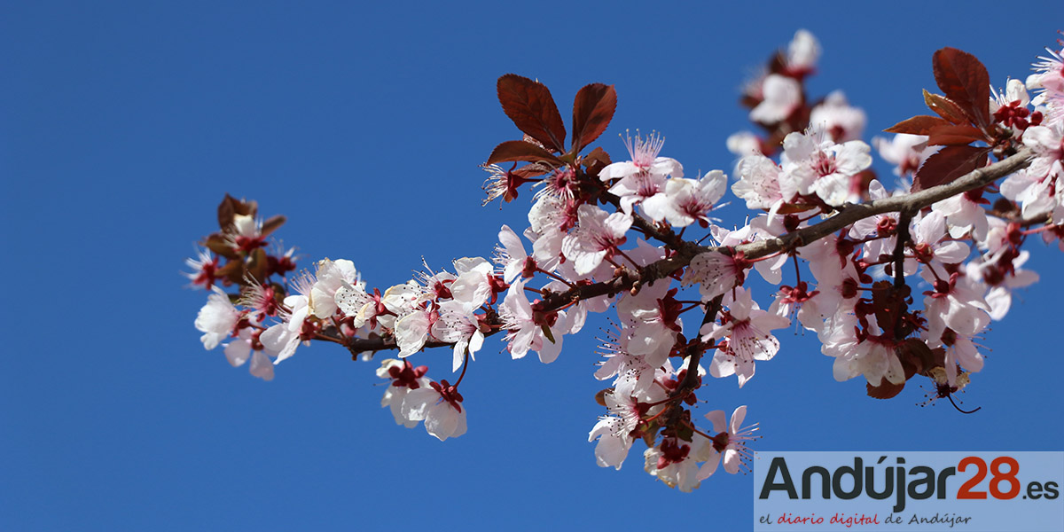 Andújar celebra mañana una jornada técnica que propone el almendro como un cultivo alternativo al olivar