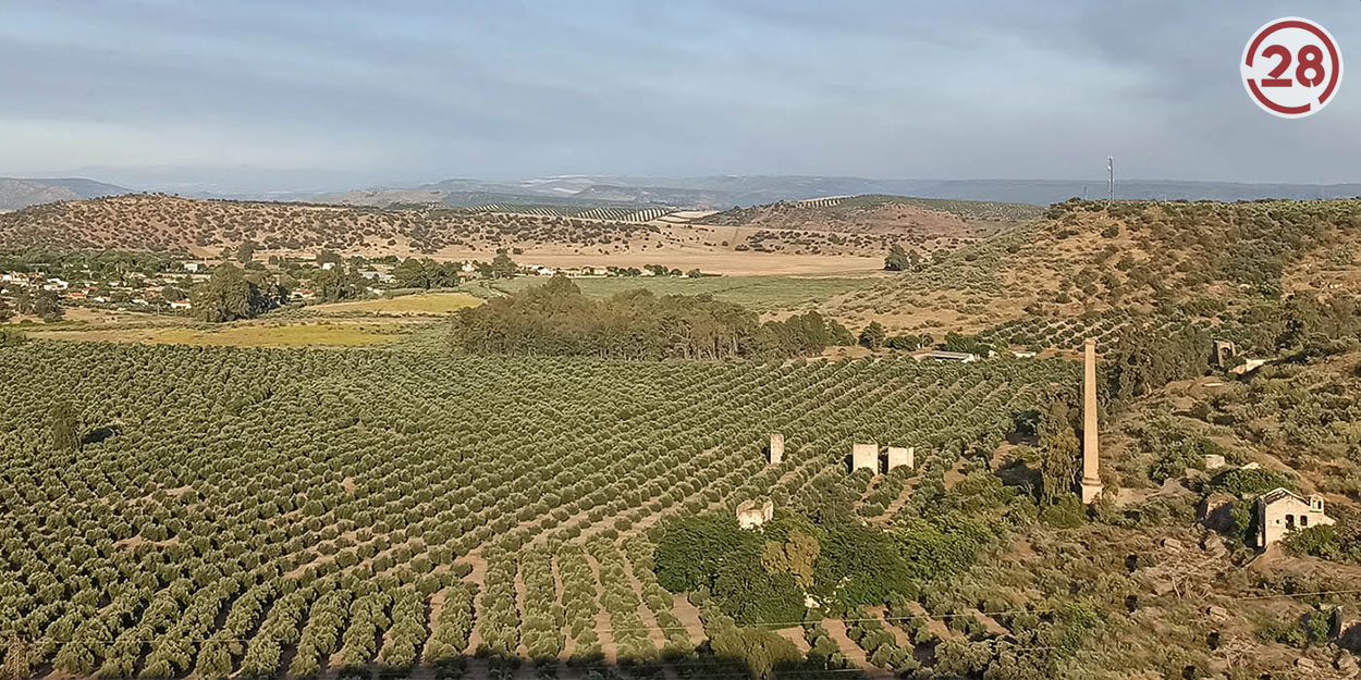 Varias organizaciones agrarias se oponen al expediente de Paisajes del Olivar a Patrimonio Mundial